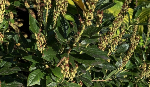 Clethra-alnifolia-Summersweet