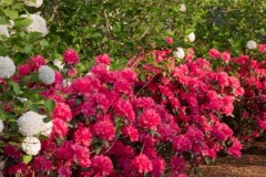 Fragrant-Snowball-Rhododendron-Landmark-Viburnum-carlcephalum