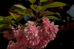Kwanzan-Flowering-Cherry-Prunus-serrulata-Kwanzan