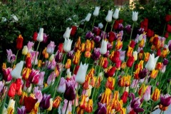 Late-flowering-tulip-mix