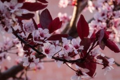 Purpleleaf-Plum-Prunus-cerasifera