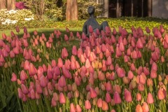 Reclining-Figure-sculpture-by-Blake-Edwards-Location-Sculpture-Park-Tulip-Pink-Perfection