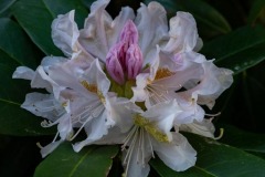 Rhododendron-Catawbiense-Album