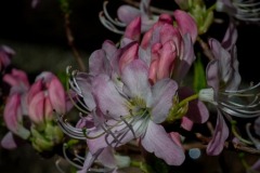 Rhododendron-vaseyi-pink-shell-azalea