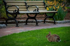 plenty-to-eat-at-Northeastern.-Rabbit-aka-Bunny-enjoy-the-day